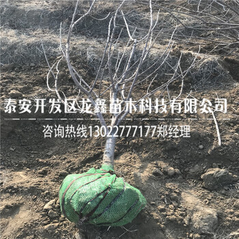 山东吉塞拉12号砧木批发吉塞拉12号砧木批发优惠