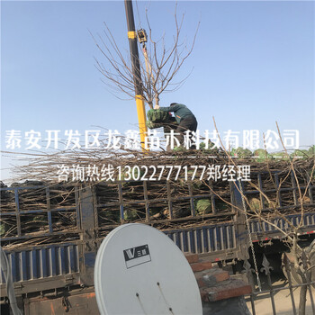 附近吉塞拉6號(hào)批發(fā)吉塞拉6號(hào)批發(fā)基地