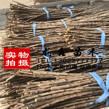 今年吉塞拉12號砧木多少錢