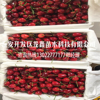 2018年吉塞拉12號砧木哪里批發(fā)