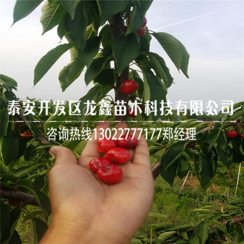 吉塞拉6號哪里有賣的