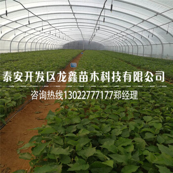 今年吉塞拉矮化櫻桃樹多少錢吉塞拉矮化櫻桃樹多少錢批發(fā)