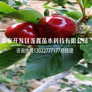 今年吉塞拉6號出售價格是多少