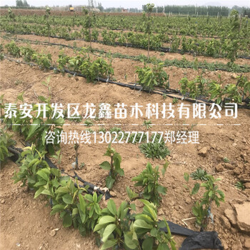 附近吉塞拉矮化櫻桃樹銷售基地