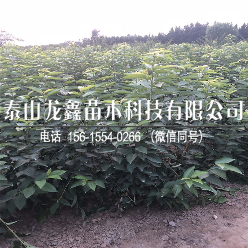 今年吉塞拉12號(hào)砧木一畝地栽植多少棵