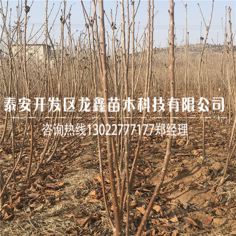 今年吉塞拉12號砧木簡介
