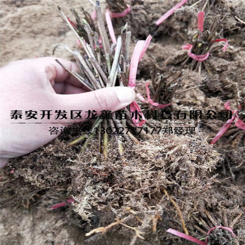 2018年吉塞拉矮化櫻桃樹多少錢吉塞拉矮化櫻桃樹批發(fā)多少錢