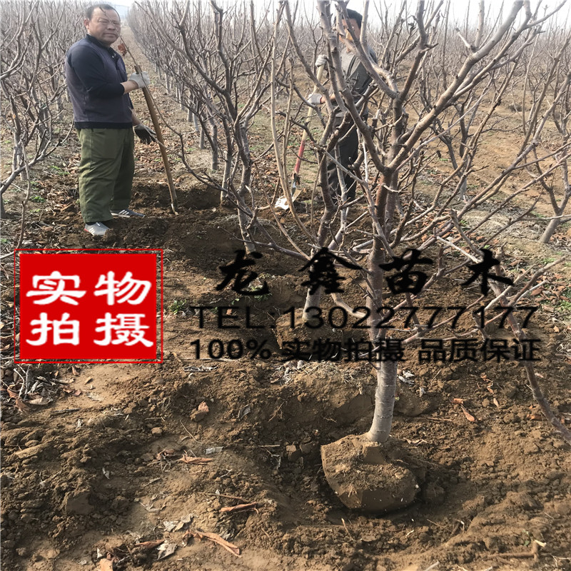 山东吉塞拉6号基地吉塞拉6号育苗基地