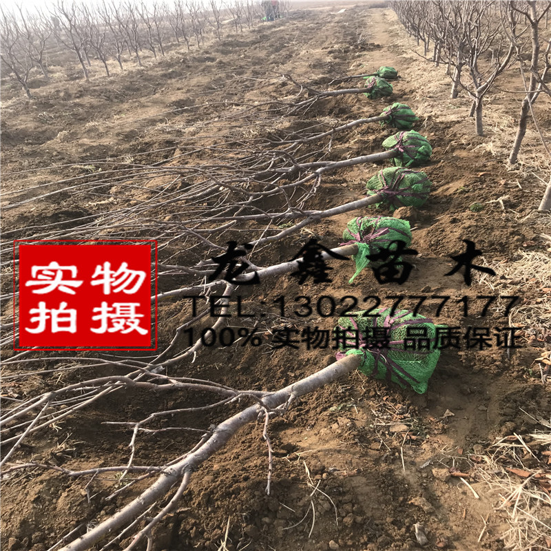 山东车厘子树苗基地车厘子树苗基地价格