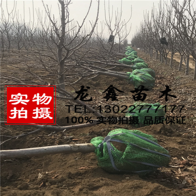 附近車?yán)遄訕涿鐖D片
