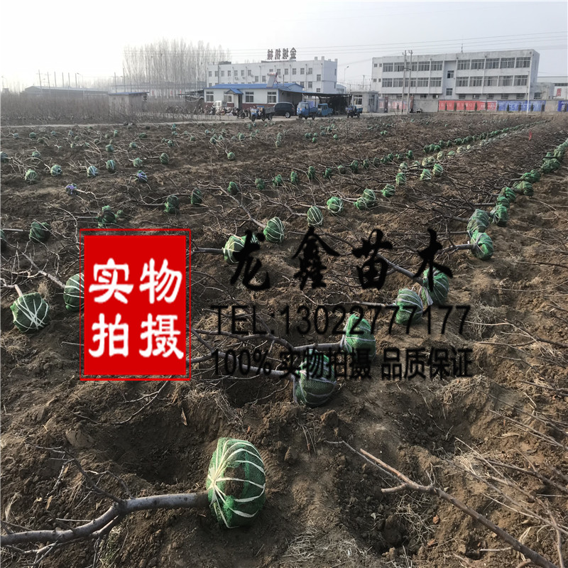新品種吉塞拉12號砧木格多少