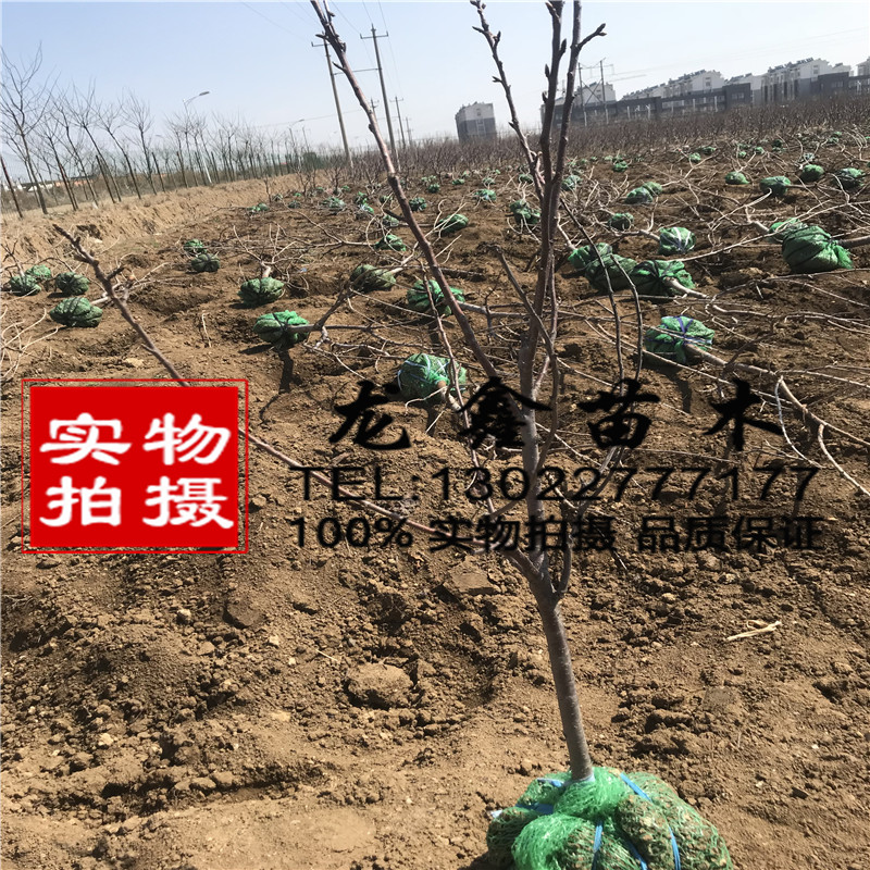 新品種吉塞拉6號附近哪里有