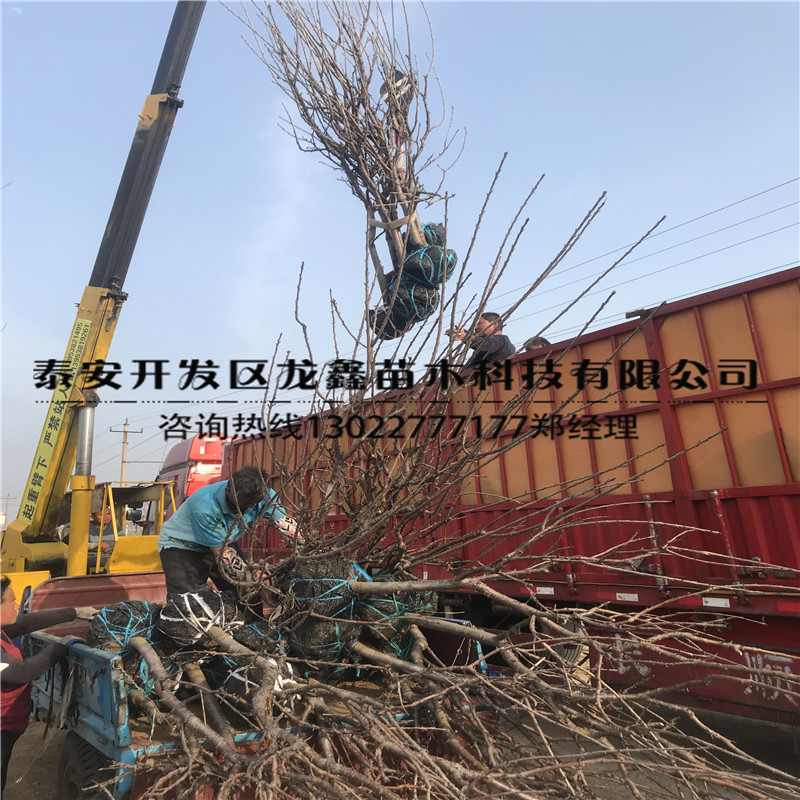 2018年吉塞拉6號(hào)多少錢(qián)吉塞拉6號(hào)包郵多少錢(qián)