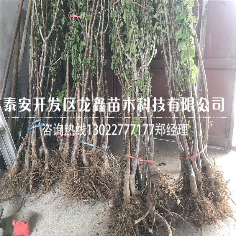 山东车厘子树苗出售基地