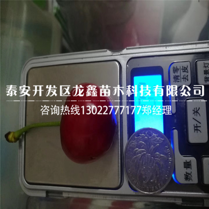今年吉塞拉6號基地吉塞拉6號基地多少錢一株