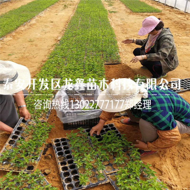 今年车厘子树苗哪里出售