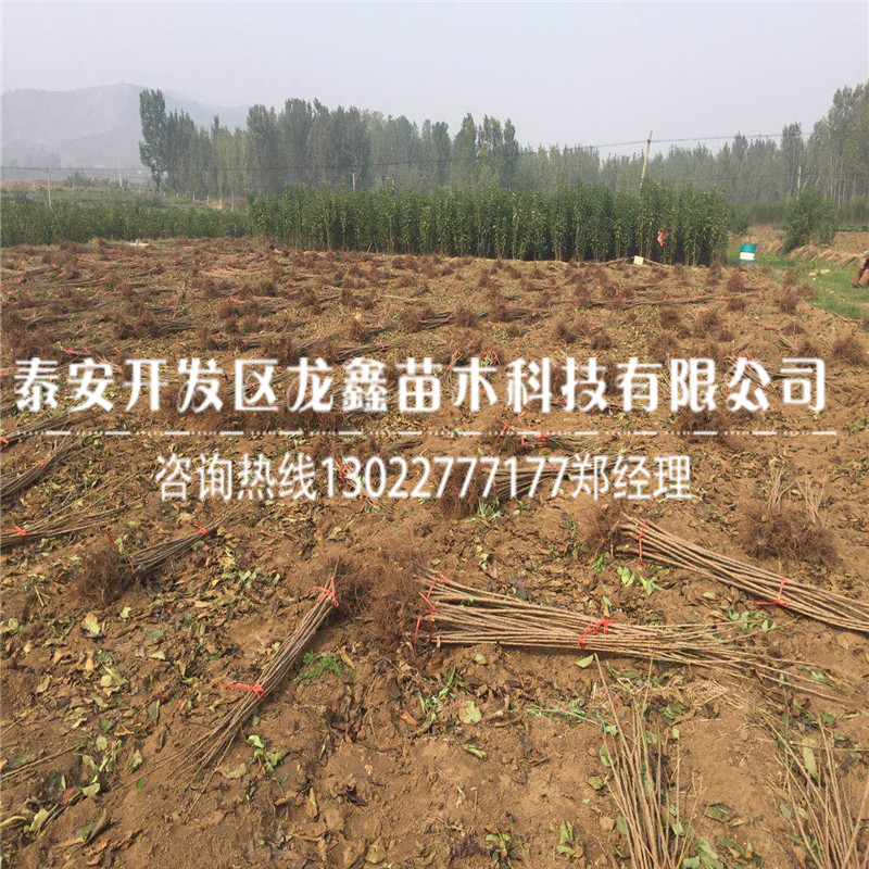 新品種吉塞拉6號附近哪里有