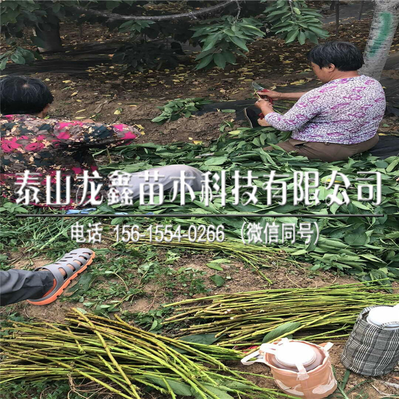 吉塞拉12號(hào)砧木出售批發(fā)