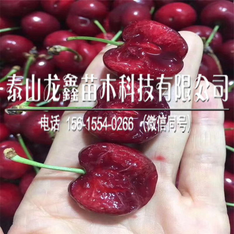 2018年吉塞拉6號報(bào)價(jià)