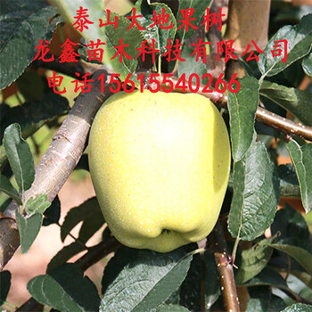 矮化煙富0號(hào)蘋(píng)果苗多少錢(qián)、山東矮化煙富0號(hào)蘋(píng)果苗多少錢(qián)？