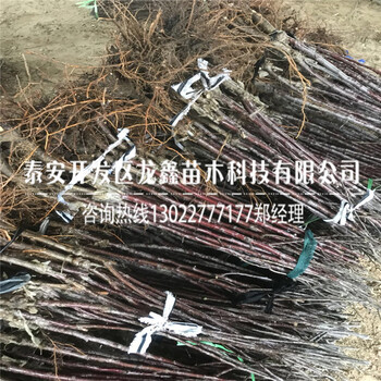 矮化煙富10號(hào)蘋果樹苗多少錢、今年矮化煙富10號(hào)蘋果樹苗多少錢一支
