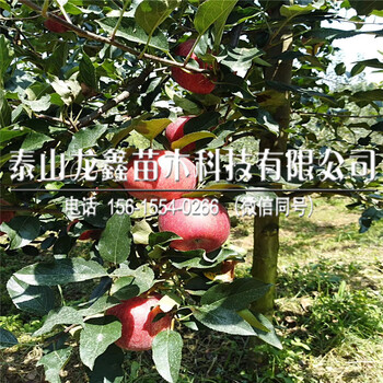 黑蘋果苗多少錢、山東黑蘋果苗多少錢一棵？