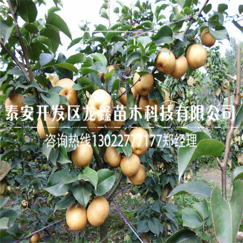 新品种早红考密斯梨树苗一亩地产多少斤