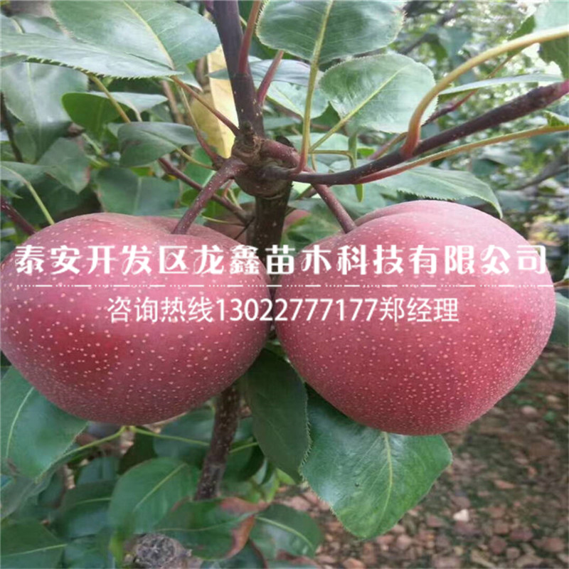 2018年梨树苗新品种栽培技术