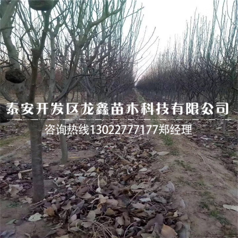 种植中梨5号梨树苗中梨5号梨树苗批发多少钱