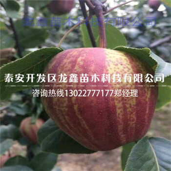 今年梨树苗新品种栽培技术