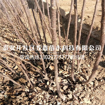 山东红啤梨树苗出售基地