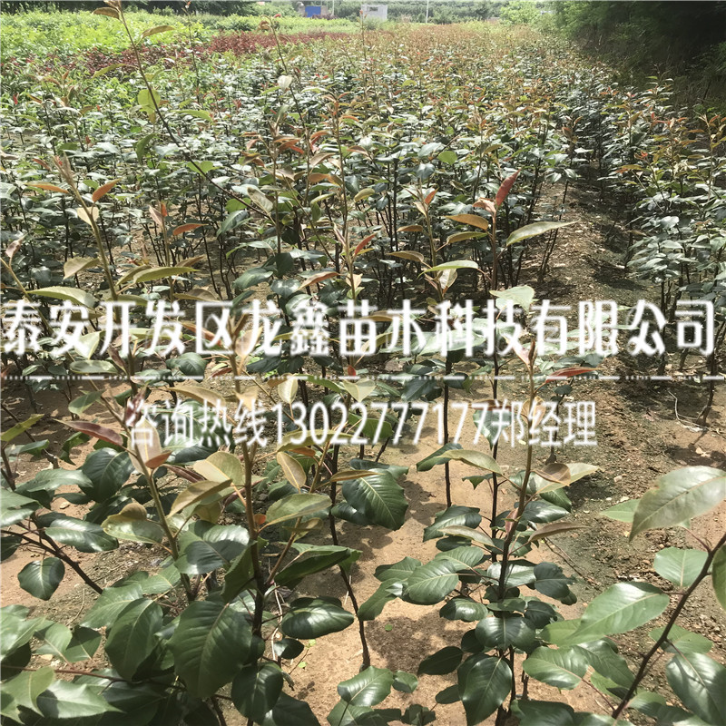 玉露香梨树苗供应批发