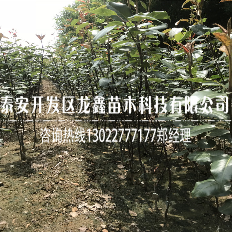 出售奥红梨树苗一号奥红梨树苗一号批发基地