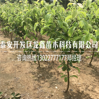新品种红啤梨树苗供应批发