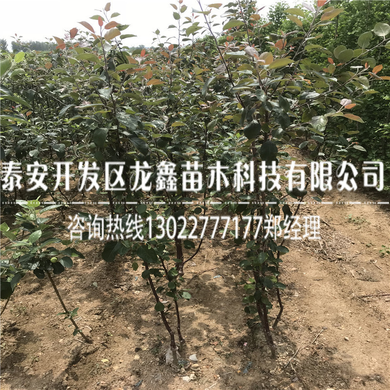 2018年玉露香梨树苗品种介绍