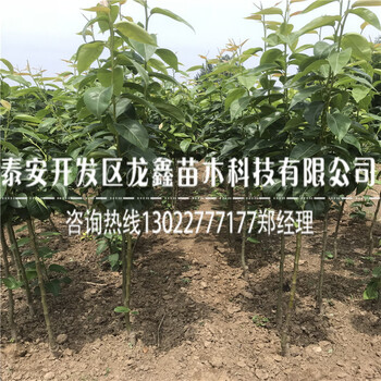 培育一公分梨树苗一公分梨树苗价位