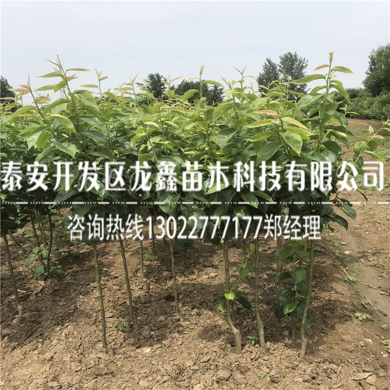 2018年梨树苗新品种栽培技术
