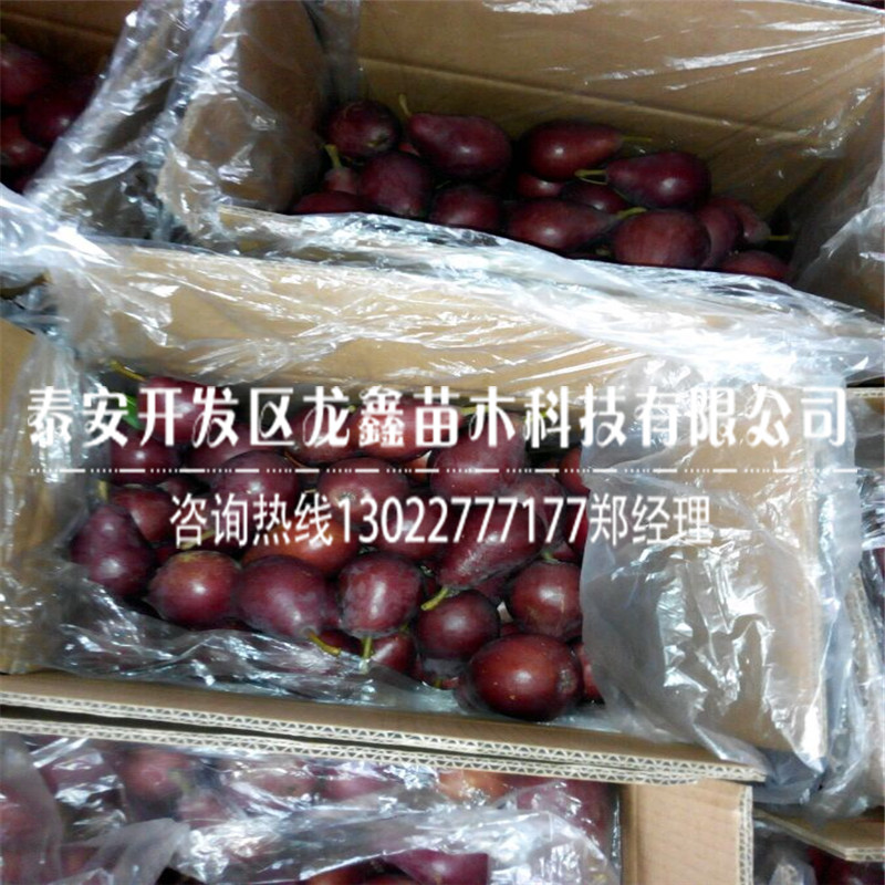 出售5公分梨树苗5公分梨树苗一棵多少钱