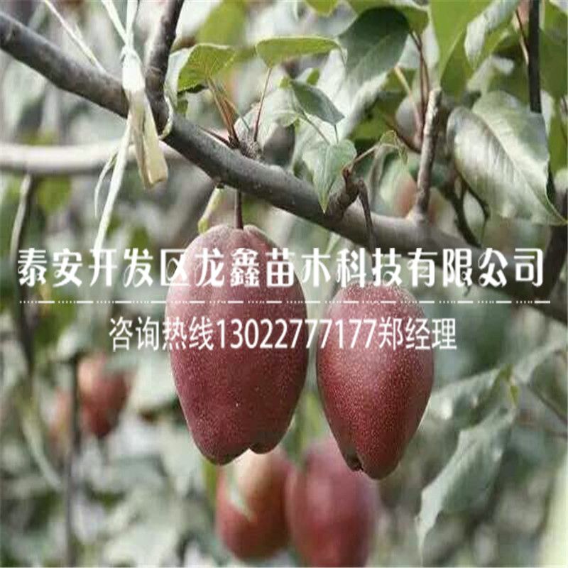 种植绿宝石梨树苗绿宝石梨树苗批发