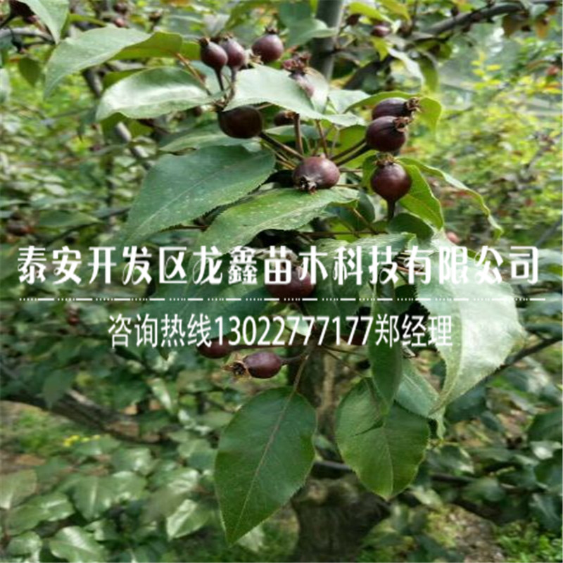 奥红梨树苗一号出售、奥红梨树苗一号哪里有出售基地