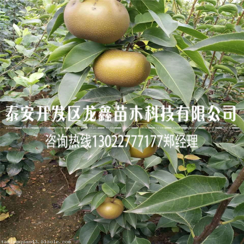 红梨梨树苗一亩地产多少斤