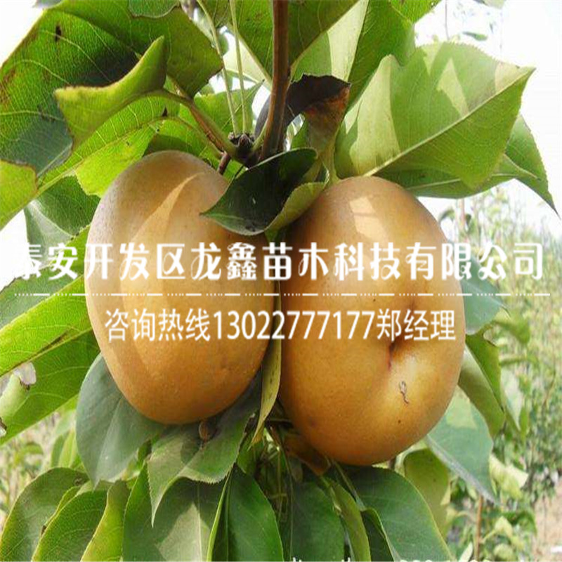 红梨梨树苗一亩地产多少斤