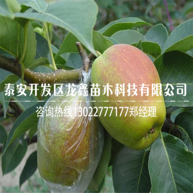 早红考密斯梨树苗出售、早红考密斯梨树苗出售基地