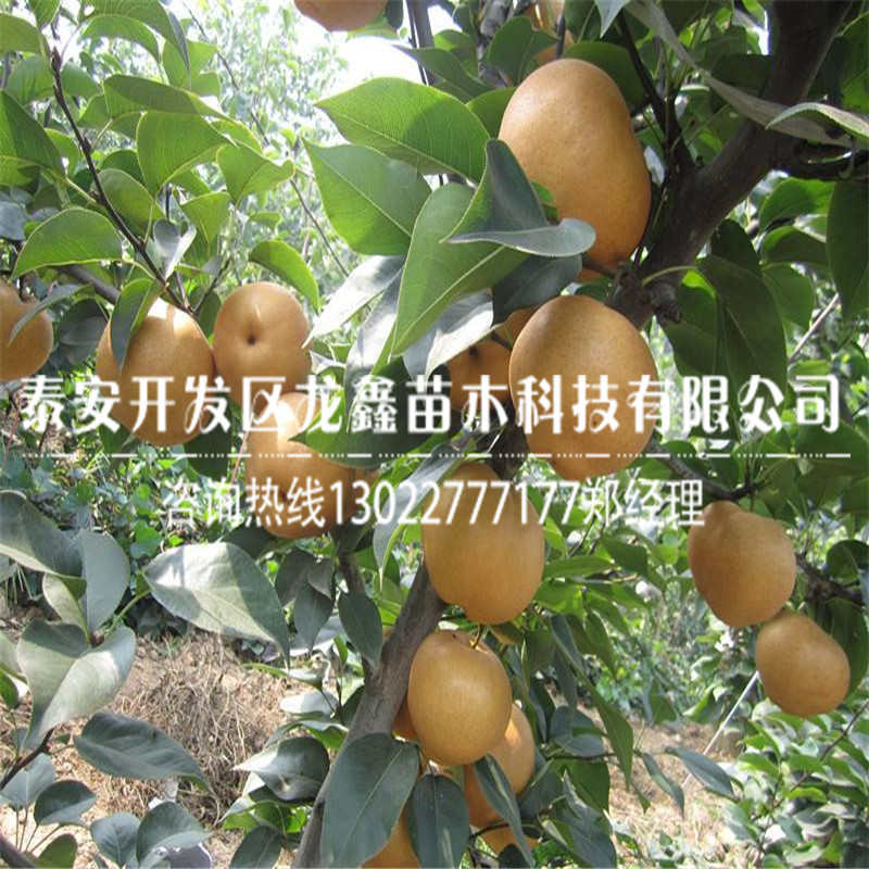 供应一年生梨树苗一年生梨树苗品种介绍