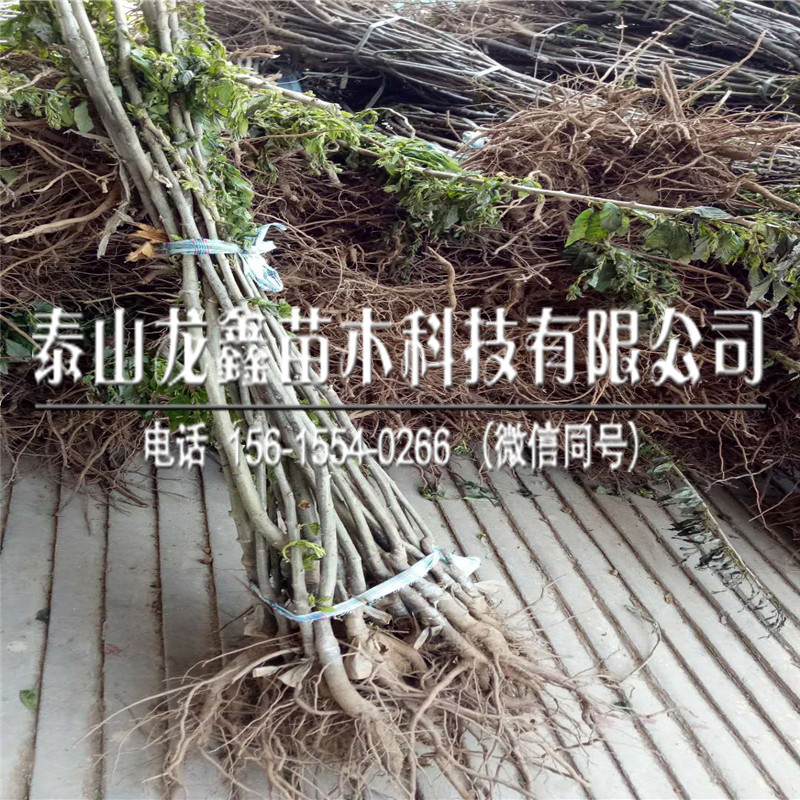 油光板栗苗哪里有