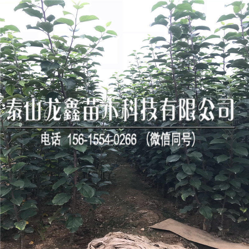 煙富8號蘋果苗多少錢、山東煙富8號蘋果苗多少錢購買？