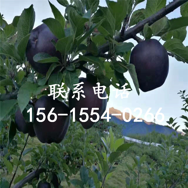 黑苹果树苗出售、2018年黑苹果树苗出售价钱