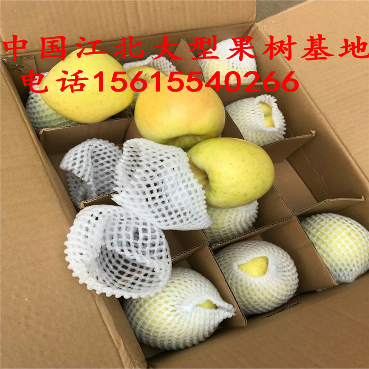 矮化煙富10號蘋果樹苗多少錢、矮化煙富10號蘋果樹苗多少錢購買？