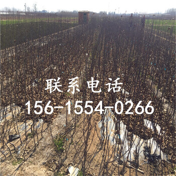 1公分黑蘋果樹苗出售、2018年1公分黑蘋果樹苗出售基地