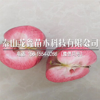 黑蘋果樹苗多少錢、黑蘋果樹苗多少錢購買？